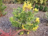 Calocedrus decurrens 'Aureovariegata' 